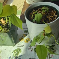 House Plants Pothos Orchid Tradescantia