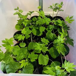 Asian Veggies - Plant Backyard Sale On March 29,2026