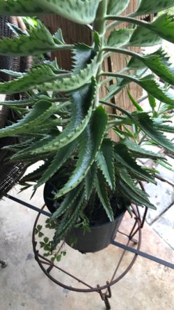 Plant kalanchoe daigremontiana (Alligator plant)