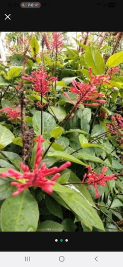Brazilian Fire Spike For Hummingbirds Butterflies