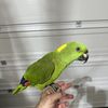 Luis
