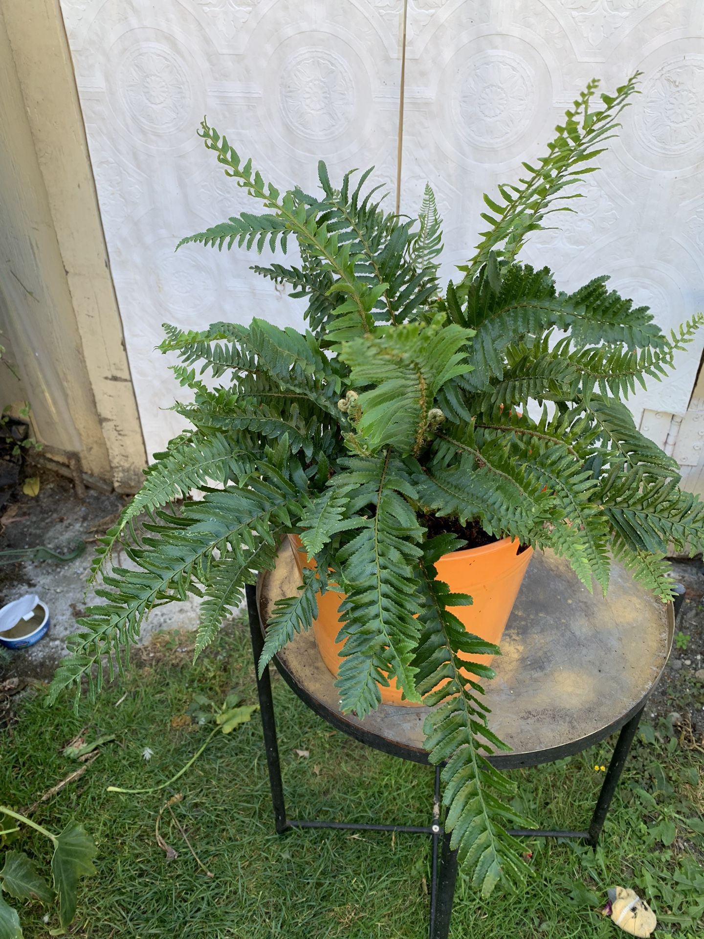 Outdoor Plant
