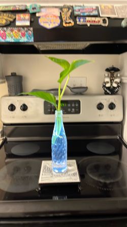 Bottle 🌱 plants