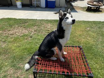 Custom Heavy Duty Doggy Cot