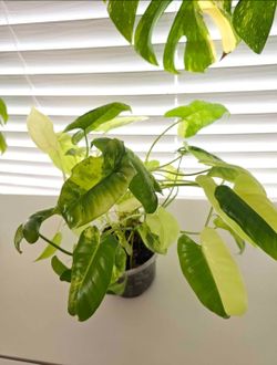 Philodendron burle marx variegated plant
