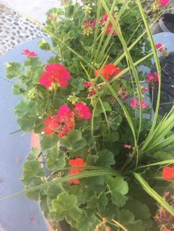 Geranium