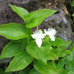 Wandering Jew