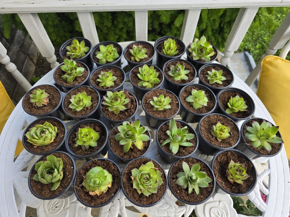 Hens & Chicks Succulent Plants