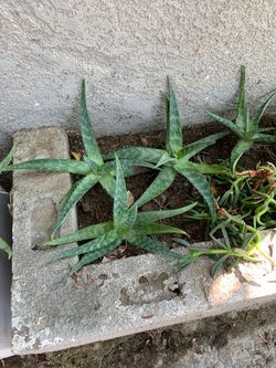 Aloe Vera plants