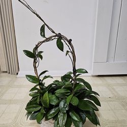 Healthy Mature Beautiful Hoya Plant $50
