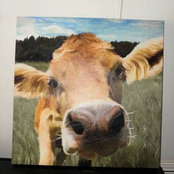 Cow Canvas 