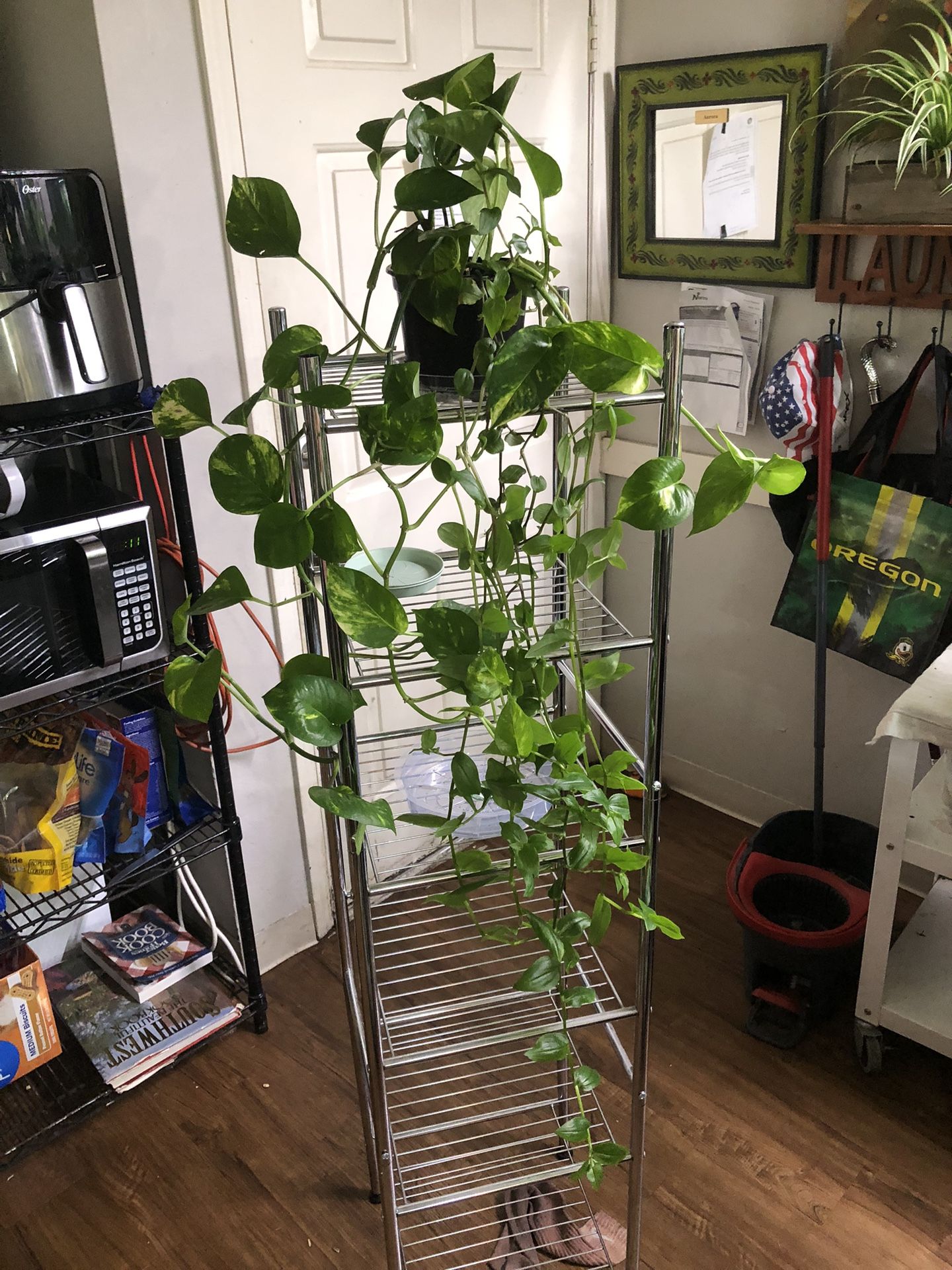 Wondering Jew/ Golden Pothos Plants 🪴