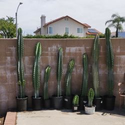 Peruvian Cactus 🌵:Sold Each Or Take All (10) "Read Post Details"