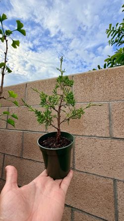 itoigawa shimpaku juniper tree in a 3” cup (pre-bonsai)