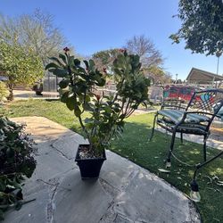 Living Crown of Thorns Plant