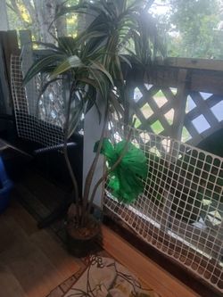 49"  fake Dracaena floor plant.