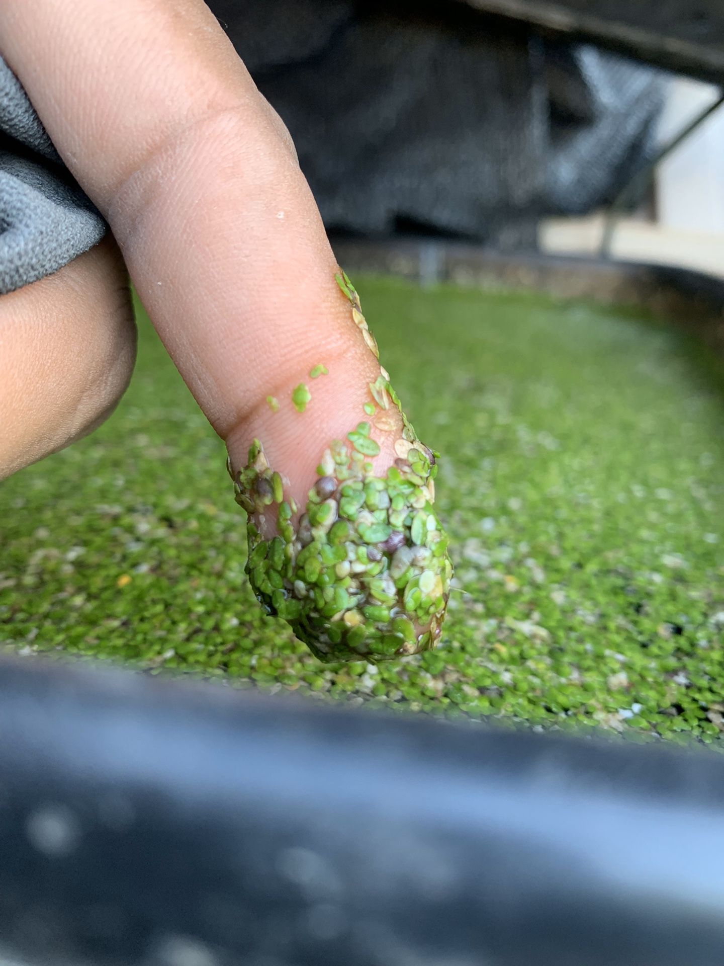 Duckweed $10