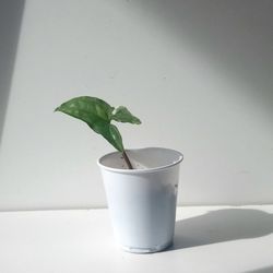 Rare White Knight Albo Variegata Arrowhead Plant/ House Plant/ Indoor Plant Flower Patio Garden 