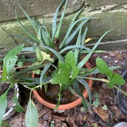 Aloe Vera Plant 