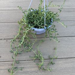 String of dolphins succulent plant, live plant comes in a hanging nursery basket