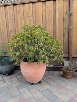 Large pot little jade