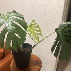 Monstera