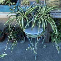 Spider Plant (2 For $25)
