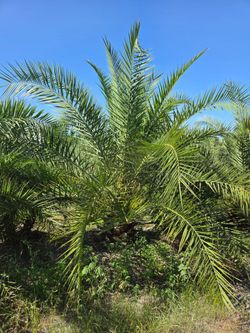 silvester  palms all sizes  available