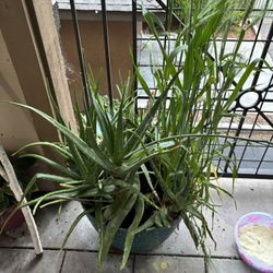 Aloe Vera Plant With Decorative Pot