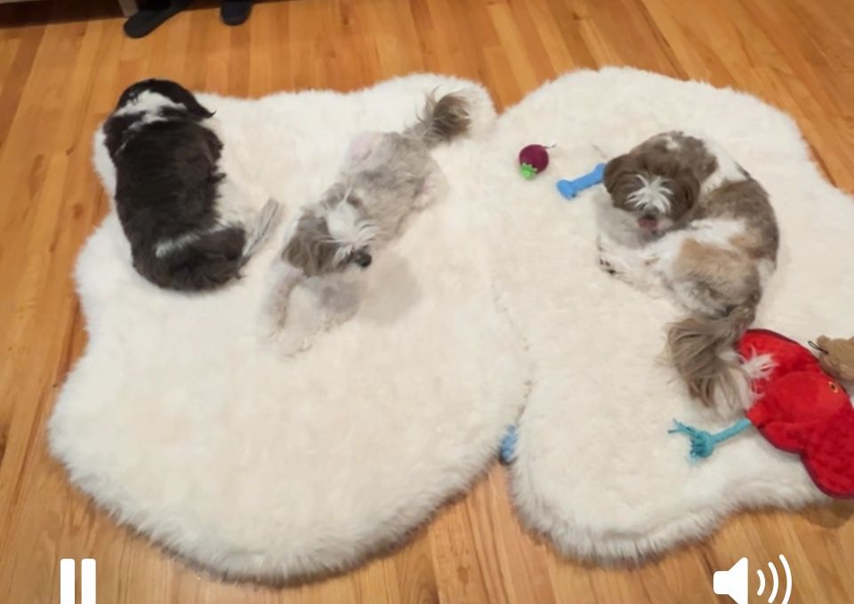 Faux Fur Floor Mat For Pets
