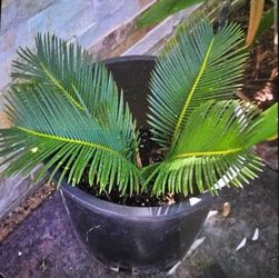 Sego Palm $15