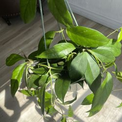 Hoya Pubicalyx X Fungii Hybrid Plant