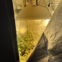 Three Full Grow Tent Set-Ups