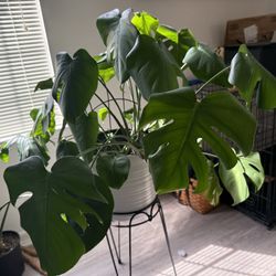 Monstera 