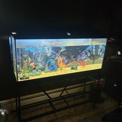 55 Gal Fish Tank 