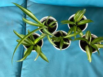 Heathly Spider Plants