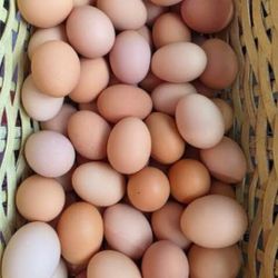 Chicken Egg