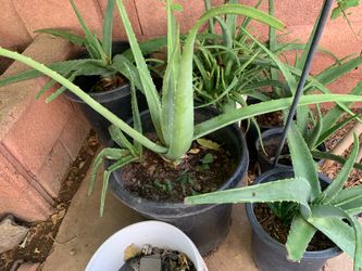 Part three of the so many Available nice plants for sale