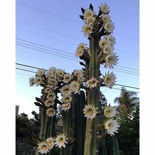 San Pedro cactus plant