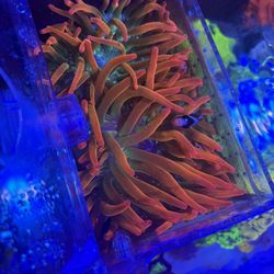 Fake Bubble Tip Anemone And Clown