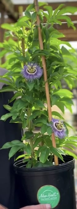 PASSION FRUIT PLANTS ON SALE