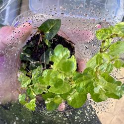 Ficus pumila Variegated 