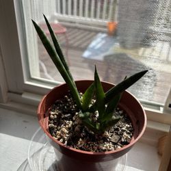 “3D Snake Plant” – Easy-Care African Spear Plant 🌿