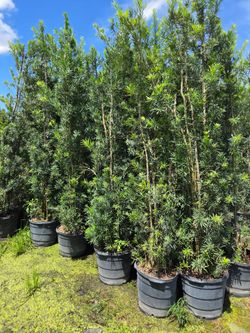 clusias podocarpus  Only  instant privacy  Hedge  for fences podocarpus  over 7 to 8+  feet tall Instant Privacy Hedge For Fence Green Full Ready for 