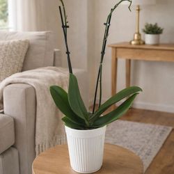 Phalaenopsis Orchid Plant – Healthy