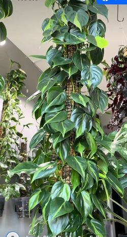 Lush trailing Philodendron Brazil Plant/ Indoor Plant/ House Plant/ Flower Patio Garden