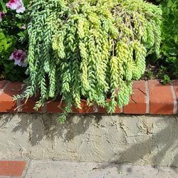 Burro's Tail