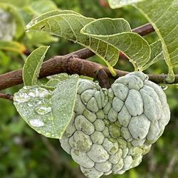 Sugar Apple Trees