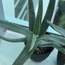 Big succulent Aloe Vera plants over 26” Tall in planters