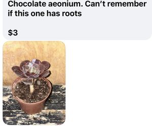 Chocolate Aeonium